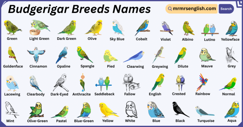 Budgerigar Breeds Names in English with Their Pictures