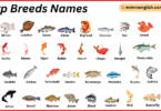 Carp Breeds Names in English with Their Pictures