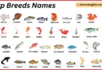 Carp Breeds Names in English with Their Pictures