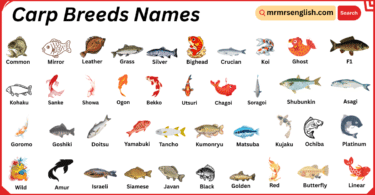 Carp Breeds Names in English with Their Pictures