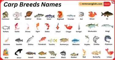 Carp Breeds Names in English with Their Pictures