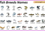 Catfish Breeds Names in English with Their Pictures