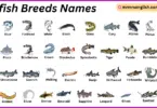 Catfish Breeds Names in English with Their Pictures