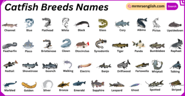 Catfish Breeds Names in English with Their Pictures