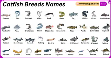 Catfish Breeds Names in English with Their Pictures
