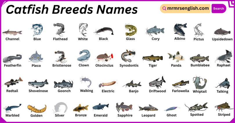 Catfish Breeds Names in English with Their Pictures