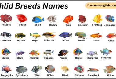 Cichlid Breeds Names in English with Their Pictures