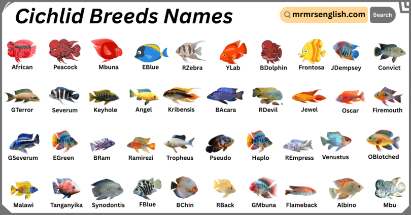 Cichlid Breeds Names in English with Their Pictures