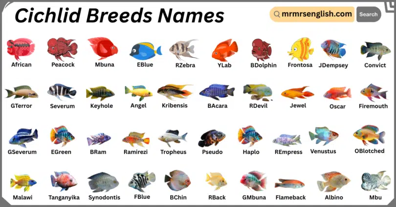 Cichlid Breeds Names in English with Their Pictures
