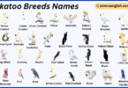 Cockatoo Breeds Names in English with Their Pictures