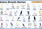 Cockatoo Breeds Names in English with Their Pictures
