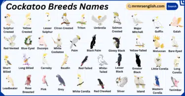 Cockatoo Breeds Names in English with Their Pictures