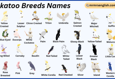 Cockatoo Breeds Names in English with Their Pictures