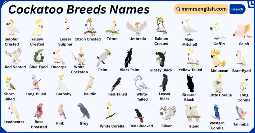 Cockatoo Breeds Names in English with Their Pictures