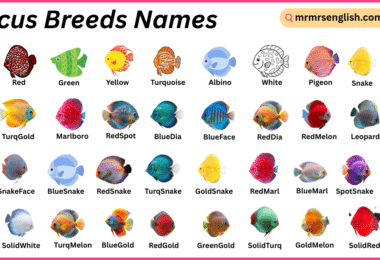Discus Breeds Names in English with Their Pictures