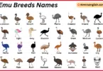 Emu Breeds Names in English with Their Pictures