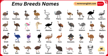 Emu Breeds Names in English with Their Pictures