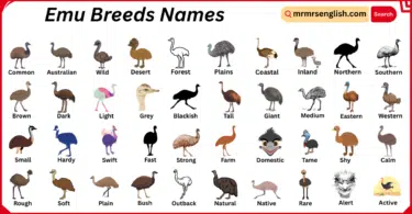 Emu Breeds Names in English with Their Pictures