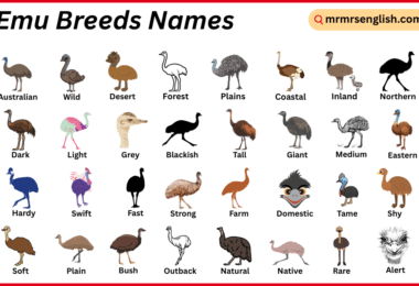 Emu Breeds Names in English with Their Pictures