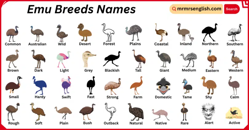 Emu Breeds Names in English with Their Pictures