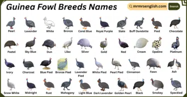 Guinea Fowl Breeds Names in English with Their Pictures