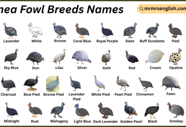 Guinea Fowl Breeds Names in English with Their Pictures
