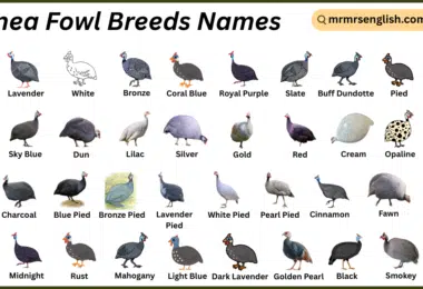 Guinea Fowl Breeds Names in English with Their Pictures
