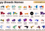 Guppy Breeds Names in English with Their Pictures