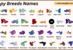 Guppy Breeds Names in English with Their Pictures