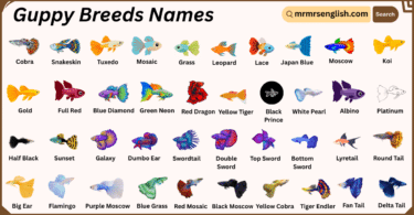 Guppy Breeds Names in English with Their Pictures