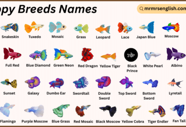 Guppy Breeds Names in English with Their Pictures