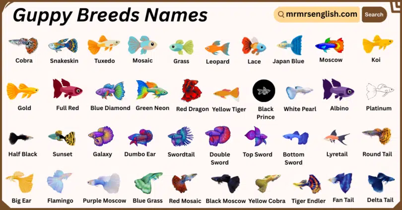 Guppy Breeds Names in English with Their Pictures