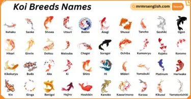 Koi Breeds Names in English with Their Pictures