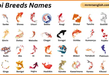 Koi Breeds Names in English with Their Pictures
