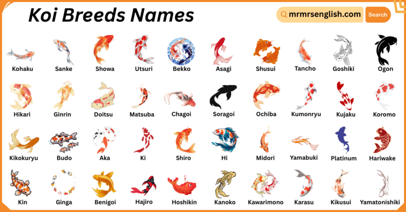 Koi Breeds Names in English with Their Pictures