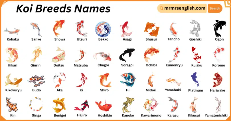 Koi Breeds Names in English with Their Pictures