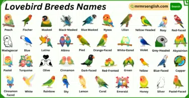 Lovebird Breeds Names in English with Their Pictures