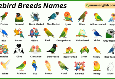 Lovebird Breeds Names in English with Their Pictures