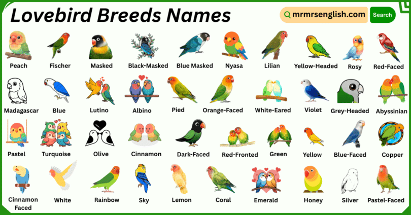 Lovebird Breeds Names in English with Their Pictures