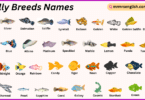 Molly Breeds Names in English with Their Pictures