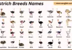 Ostrich Breeds Names in English with Their Pictures