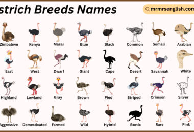 Ostrich Breeds Names in English with Their Pictures