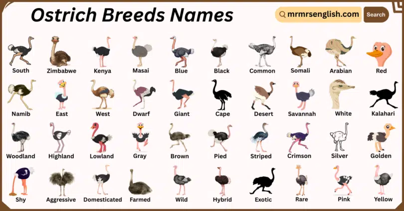 Ostrich Breeds Names in English with Their Pictures