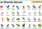 Parrot Breeds Names in English with Their Pictures