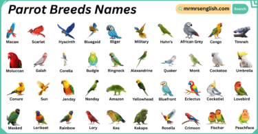 Parrot Breeds Names in English with Their Pictures