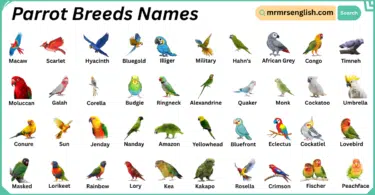 Parrot Breeds Names in English with Their Pictures