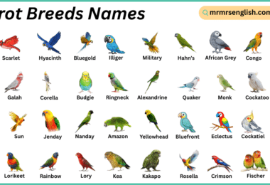 Parrot Breeds Names in English with Their Pictures