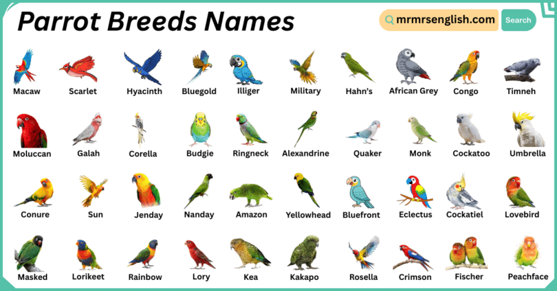 Parrot Breeds Names in English with Their Pictures