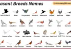 Pheasant Breeds Names in English with Their Pictures