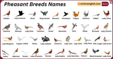 Pheasant Breeds Names in English with Their Pictures